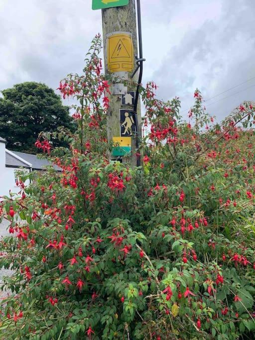 Castlegregory-Seaside 2 Bedroomed Cottage Eksteriør billede